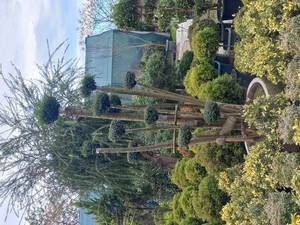 پرورش مورد تاپیاری در شیراز