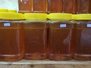 خرید عسل اکالیپتوس طبیعی و ارگانیک در رشت