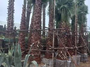 خرید نخل پالم با قیمت مناسب در چالوس