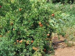 سفارش انار ماریا درجه یک برای بازار سردشت