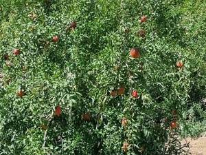 سفارش انار ماریا درجه یک برای بازار سردشت