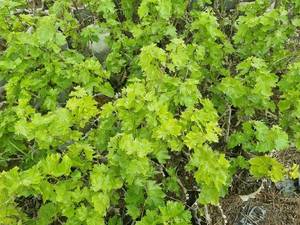 تولید و فروش انگور ریشه لخت در سردشت