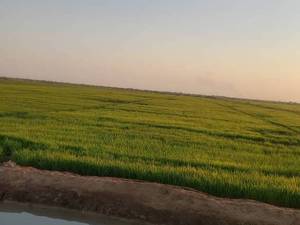 خرید برنج عنبربو در اهواز