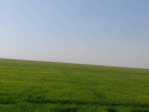 کارخونه برنجکوبی در هواز