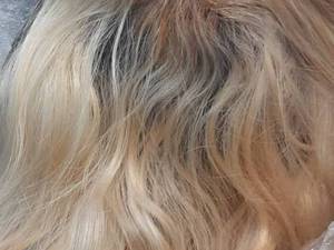 ترمیم موی دکلره شده در انزلی