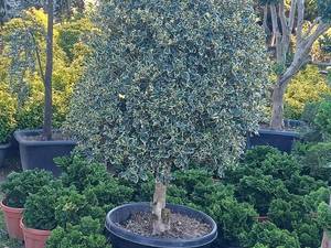 خرید و قیمت گیاه ایلکس پیوندی در نوشهر