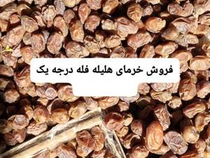 قیمت خرمای هلیله ای درجه یک در بوشهر