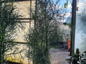 قیمت افوربیا تیروکالی در لاهیجان