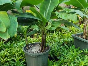 فروش نهال موز در گیلان