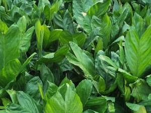  خرید و سفارش گل شامادورا متالیکا در رشت