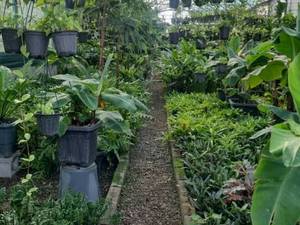 تولید و فروش گل آپارتمانی در بندرانزلی 