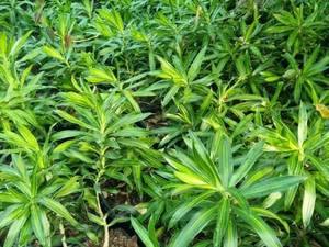 فروش عمده گل آپارتمانی پله‌موآ در فومن