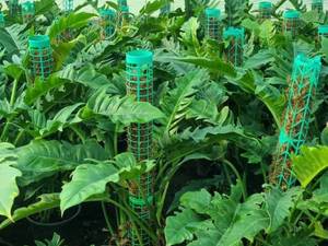 تولید فروش فیلودندرون کنگره ای قیم دار