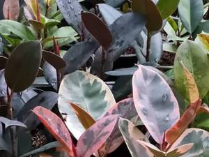 تولید و فروش فیکوس شرابی ، بلک و ببری در گیلان رشت