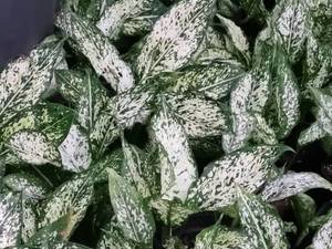 فروش عمده اگلونما برفی در رشت گیلان