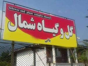 فروش درخت پالم در نوشهر مازندران