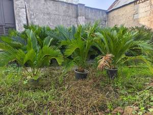 قیمت گل سیکاس در رشت