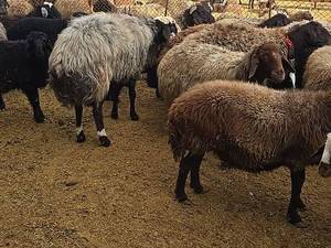 مرکز فروش گوسفندان در اصفهان