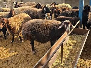 مرکز فروش گوسفندان در اصفهان