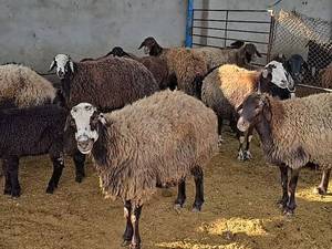 خرید بره برای پرواربندی در اصفهان