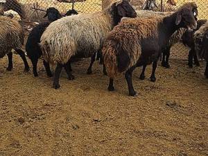 خرید بره برای پرواربندی در اصفهان