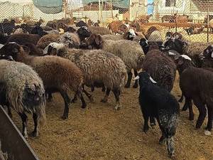 خرید بره برای پرواربندی در اصفهان