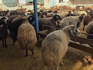 فروش قوچ و میش بزغاله در اصفهان