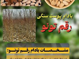 خرید نهال بادام پوست‌سنگی تونو در آذربایجان غربی