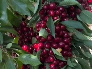 خرید عمده نهال گیلاس در میاندوآب 