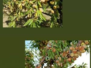 خرید نهال بادام آذر دیرگل در آذربایجان غربی