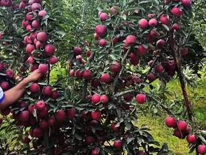 خرید و سفارش نهال سیب قرمز فرانسه در میاندوآب