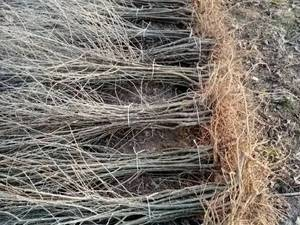 خرید و قیمت نهال سنجد با کیفیت در تبریز