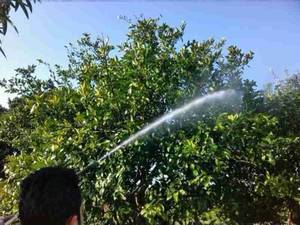 زمان دقیق سم پاشی در نهالستانها و باغات