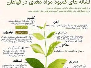 علائم کمبود عناصر غذایی گیاهان