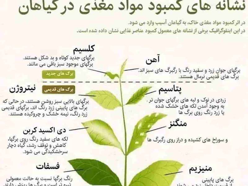 علائم کمبود عناصر غذایی گیاهان