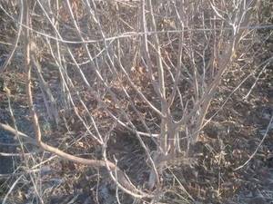 خرید انواع نهال توت ۳ ساله در اصفهان