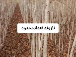 خرید نهال نارون چتری باکیفیت در در زرین شهر