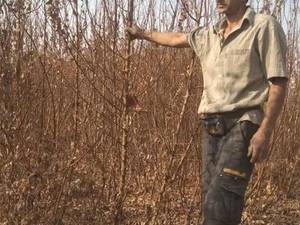 خرید و قیمت نهال سه ساله میوه در شاهین شهر