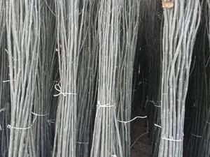 خرید نهال کبوده شناسنامه دار در لنجان