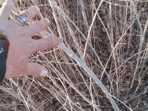 فروش نشا و نهال با کیفیت در نجف آباد