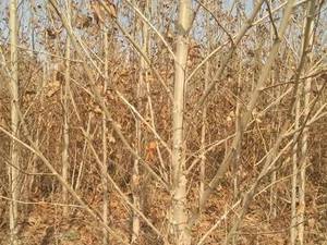 خرید انواع درخت چنار در بزرگترین نهالستان اصفهان