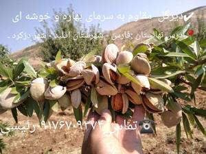 قیمت نهال بادام پسته ای در کلیشاد