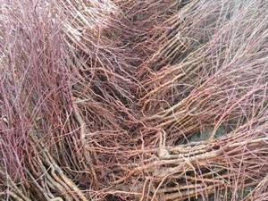 قیمت نهال بادام رقم خوشه ای در خورزوق