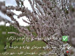 قیمت نهال بادام رقم تونو در رواند