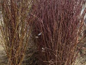 خرید و قیمت نهال بادام منقا در نطنز