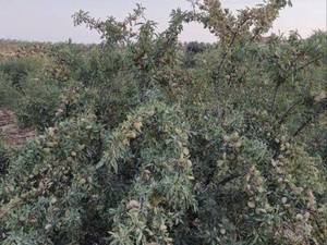 قیمت نهال بادام رقم نان پاریل در اردستان