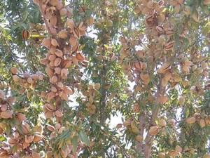 قیمت نهال بادام آمریکایی در خوانسار