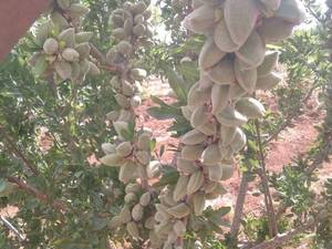 فروش عمده نهال بادام شمشیری در دولت‌آباد