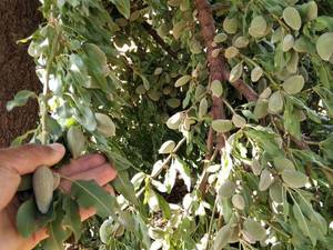 قیمت نهال بادام پسته‌ای با کیفیت در فلاوجان