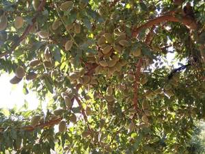 فروش عمده نهال بادام آجیلی در چادگان